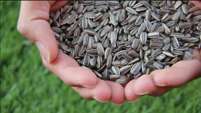 What Are The Health Benefits Of Sunflower Seeds? Know Ways To Include Them In Diet