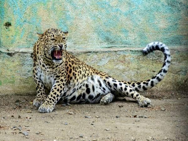 Leopard-Found