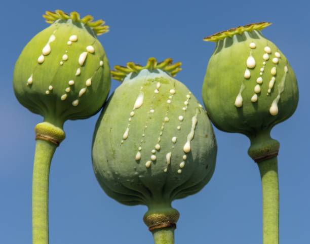 Poppy Cultivation